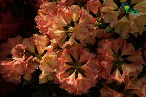 Rhododendron Orange hibride